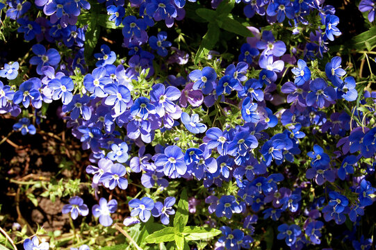 Blue Veronica Flowers-spring groundcover plants