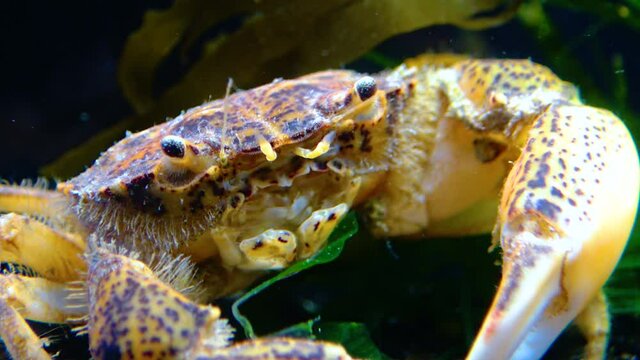 Black Sea, Invasive crab, invader Rhithropanopeus harrisii (Zuiderzee crab, dwarf crab, estuarine mud crab)
