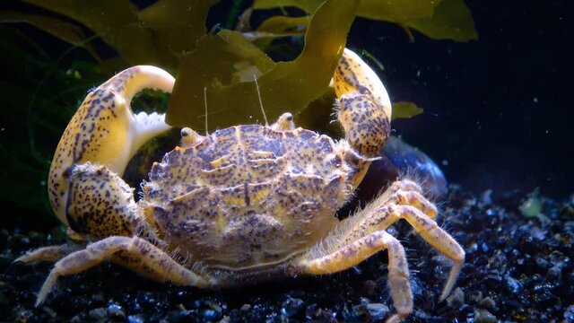 Black Sea, Invasive crab, invader Rhithropanopeus harrisii (Zuiderzee crab, dwarf crab, estuarine mud crab)