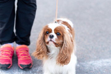 Cavalier King Charles Spaniel, on a leash, next to the owner