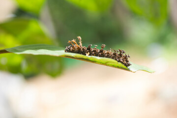 caterpillar on leaf