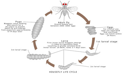Housefly Life Cycle. Life circle of a housefly. House Fly Life Cycle Time on a white background.