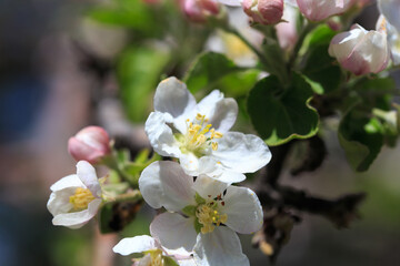 Apple blossoms over blurred nature background. Spring flowers. Spring Background.