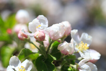 Naklejka na ściany i meble Apple blossoms over blurred nature background. Spring flowers. Spring Background.