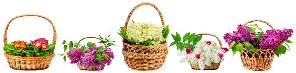 Fototapeta na wymiar Wide background from beautiful fresh violets, snowdrops, lilacs in large baskets isolated on whit