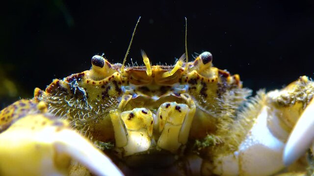 Black Sea, Invasive crab, invader Rhithropanopeus harrisii (Zuiderzee crab, dwarf crab, estuarine mud crab)