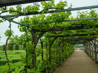 Fototapeta na wymiar Villandry vines in garden