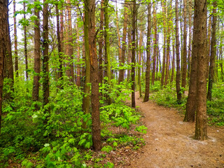 Nature of northern poland - wild forest landscape.