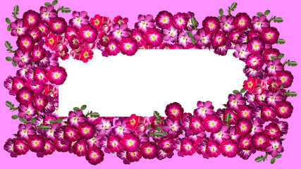 isolated flower card decoration on solid background