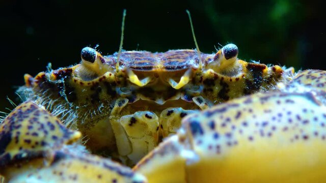 Black Sea, Invasive crab, invader Rhithropanopeus harrisii (Zuiderzee crab, dwarf crab, estuarine mud crab)