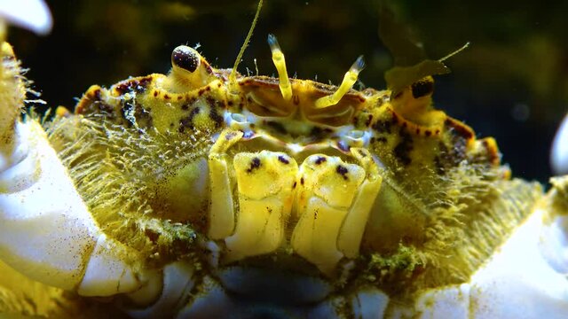 Black Sea, Invasive crab, invader Rhithropanopeus harrisii (Zuiderzee crab, dwarf crab, estuarine mud crab)