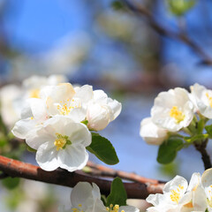 Apple blossoms over blurred nature background. Spring flowers. Spring Background.