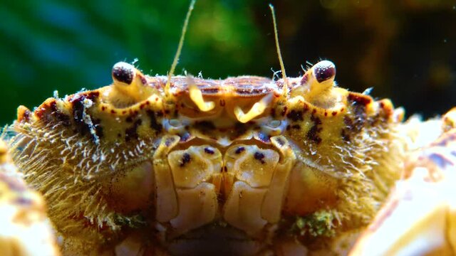 Black Sea, Invasive crab, invader Rhithropanopeus harrisii (Zuiderzee crab, dwarf crab, estuarine mud crab)
