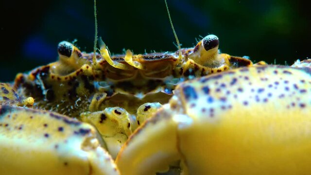 Black Sea, Invasive crab, invader Rhithropanopeus harrisii (Zuiderzee crab, dwarf crab, estuarine mud crab)