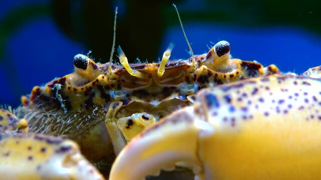 Black Sea, Invasive crab, invader Rhithropanopeus harrisii (Zuiderzee crab, dwarf crab, estuarine mud crab)