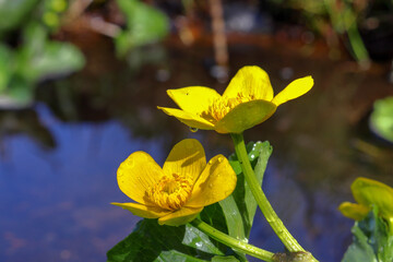 Caltha palustris yellow grows near a swamp in spring, close-up