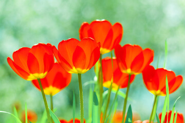 beautiful red tulips in the garden