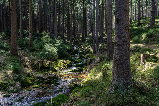 Stream in the pine forest on Black Forest mountain. © Hanna