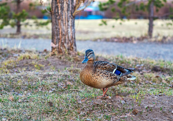 Mallard female is staying on the lawn. Wild duck. Close-up. Blurred background.