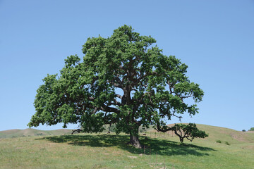 Majestic oak tree on a hill in the southern California rural ranch landscape in springtime