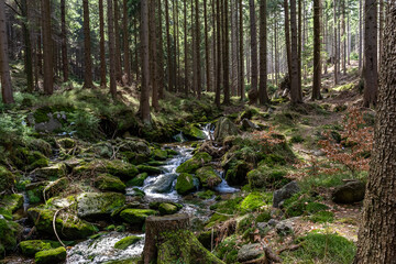 Stream in the pine forest on Black Forest mountain.