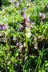 Fototapeta premium Field of purple dead nettle also known as spotted dead-nettle, spotted henbit and purple dragon.