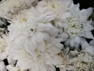 Close-up of spring white chrysanthemums.