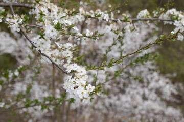 cherry blossom in the wild