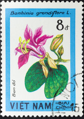 Postage stamp 'Bauhinia grandiflora' printed in Vietnam. Series: 'Blossoming Woody Plants', 1984