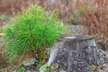 A young pine tree grows next to an old tree stump.
