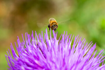 Close Up  beautiful  Bee macro  on flower in green nature 