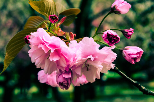 Branch of Prunus serrulata or Japanese cherry.