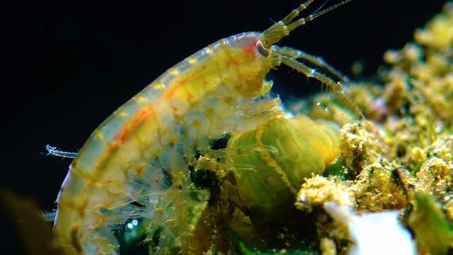 Small crustacean Gammarus, caught by a small Actinia - an invader in the Black Sea Diadumene lineta