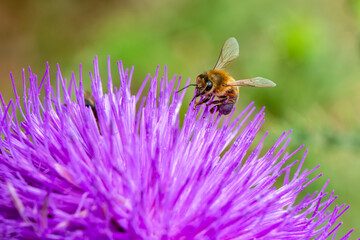 Close Up  beautiful  Bee macro  on flower in green nature 
