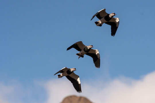 Southern Lapwing (Tero), flying over the lake on a summer day.