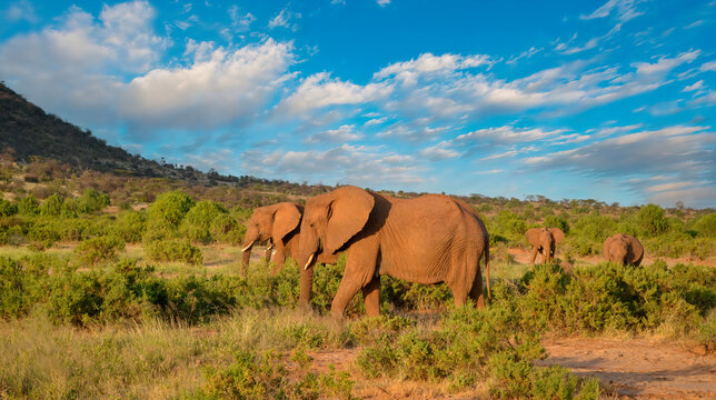 African Elephants In Tanzania