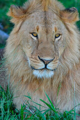 Head shot of lion