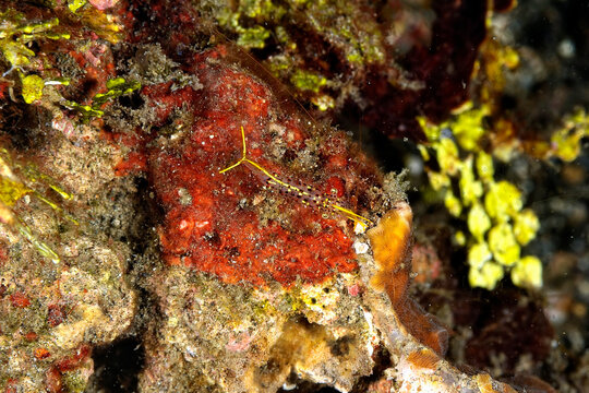 A picture of an arrow cleaner shrimp