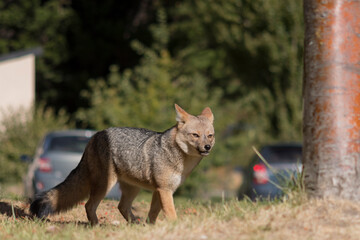 Beautiful gray fox walking fearlessly through the forest. Bariloche, Patagonia, Argentina.