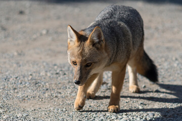 Beautiful gray fox walking fearlessly through the forest. Bariloche, Patagonia, Argentina.