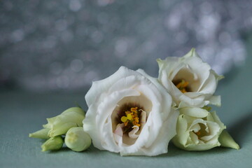 Beautiful white flowers - eustoma, lisianthus or prairie gentian	