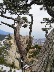 Beautiful branchy pine tree on the edge of a mountain peak