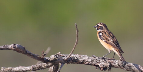 Whinchat on branches, Saxicola rubetra