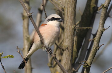 Red Backed Shrike on branch, Lanius collurio