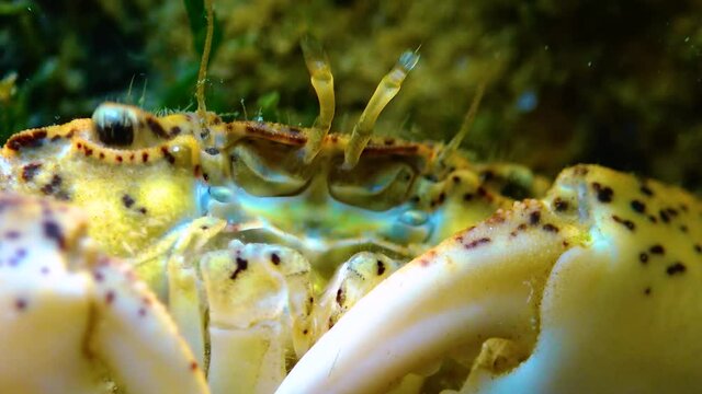 Black Sea, Invasive crab, invader Rhithropanopeus harrisii (Zuiderzee crab, dwarf crab, estuarine mud crab)