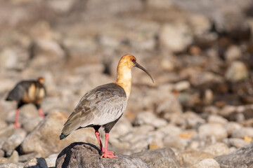 Bandurria looking for food totally relaxed.