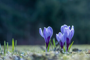 Purple crocus flowers in closeup, selective focus