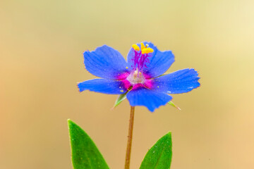 Close up beautiful Macro shot of flower