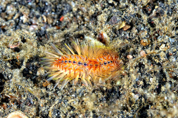 A picture of a vermocane