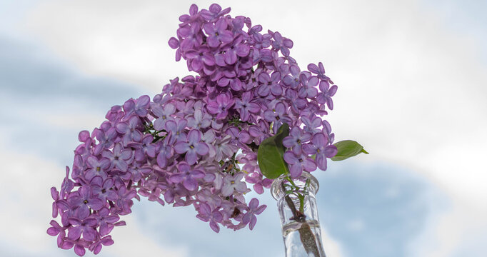 LIlac Flower Against The Blue Sky, Close View, Joy And Optimism Concept